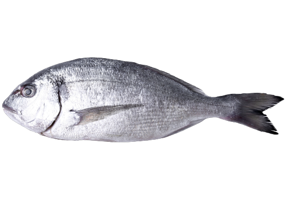 Cold Storage Rooms 13 Cold Room Fish - Cold Storage Fish | Seafoods