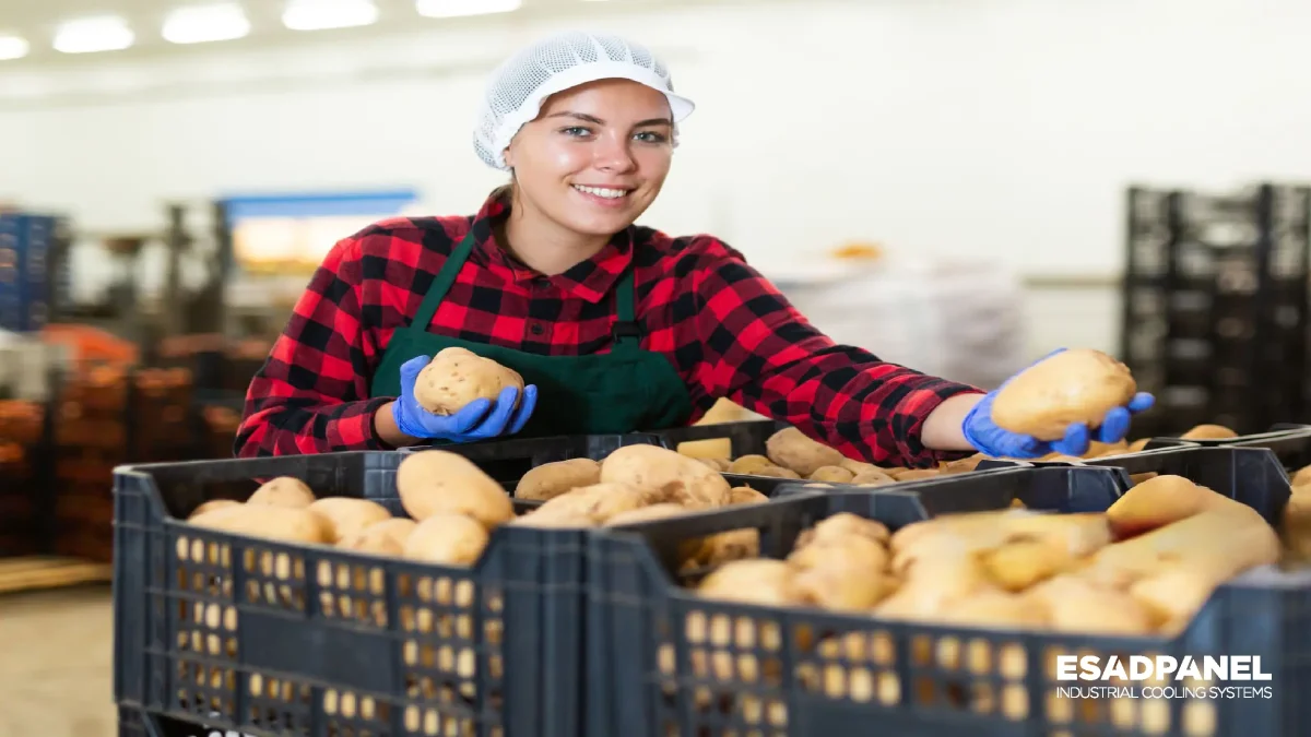 potato cold storage potato cold room
